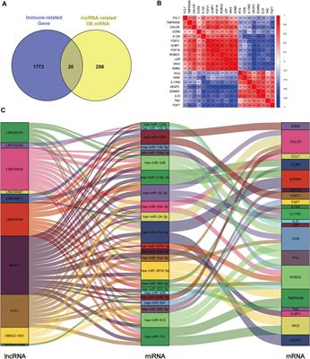 Construction and Analysis of Immune Infiltration-Related ceRNA Network for Kidney Stones